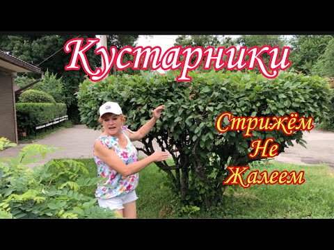 Видео: КУСТАРНИКИ. Пузыреплодник .Дерен. Стрижем НЕ ЖАЛЕЕМ. Декоративнолиственные кустарники.#сад#дача#