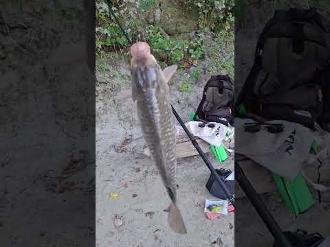 Видео: РЫБАЛКА НА ФИДЕР  КАКИЕ КРЮЧКИ ЛУЧШЕ #4-6 КЛАСИК ИЛИ БОЙЛ #fishing #carpfishing #fish 