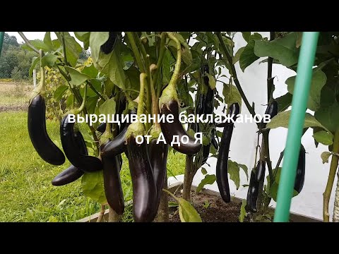 Видео: Баклажаны от А до Я