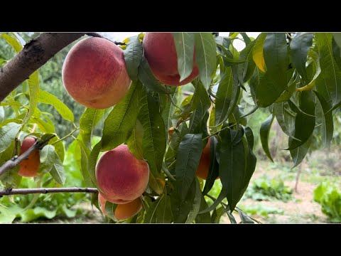 Видео: Персик пізній Крест Хейвен (Crest Haven)