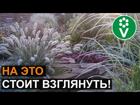 Видео: ДЕКОРАТИВНЫЕ ЗЛАКИ: грубые ошибки при выращивании, лучшие виды и сорта