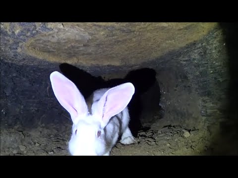 Видео: Кролики в яме Иркутск часть 12