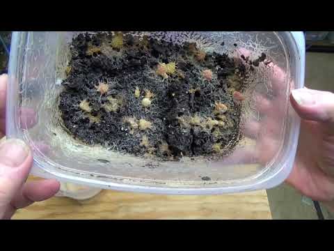 Видео: Черви Гриндаль и лекарство от ужасных клещей