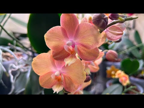 Видео: Обработка Орхидей Оберон рапидом ( наглядно )