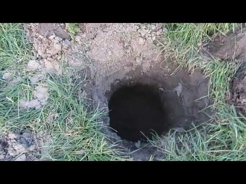 Видео: Хурма Шарон и Бычье сердце. Собственная посадка