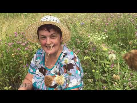 Видео: Җиләк сатып баеп буламы?