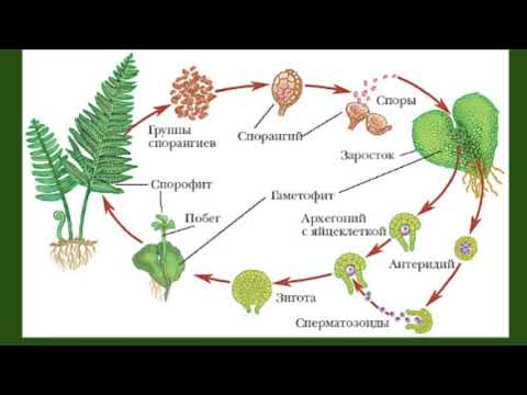 Видео: Биология ОГЭ  Выпуск 13  Жизненные циклы споровых растений