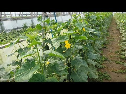 Видео: Кальциевая селитра для огурца: когда и сколько вносить