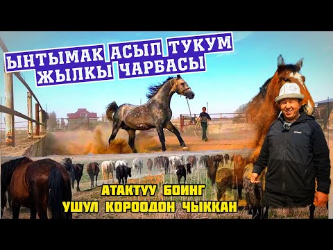 Видео: "Ынтымак" асыл тукум жылкы чарбасы 👆 Бээ Айгырлар сатылат+996555011033