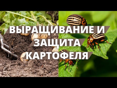 Видео: КАРТОФЕЛЬНАЯ ЭПОПЕЯ | Обработка картофеля от колорадского жука