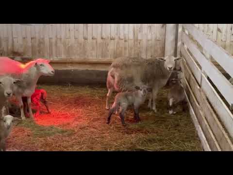 Видео: Окот 2025 продолжается. Катумская порода овец. Ленинградская область.