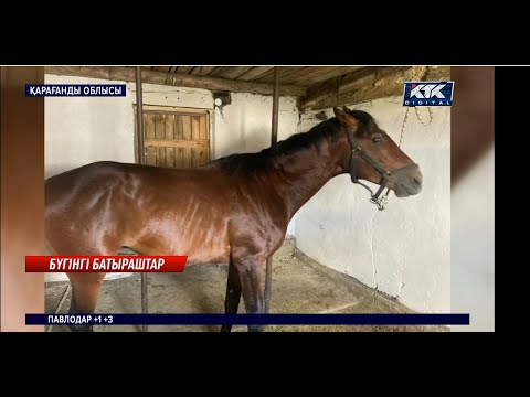 Видео: «Өзім жерлеймін». Ақадырда барымташылар асыл тұқымды сәйгүлікті соғымға сойған