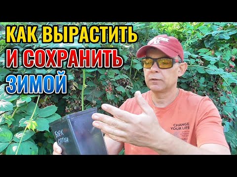 Видео: Как вырастить саженец ежевики за 1 месяц и сохранить зимой до весны #garden