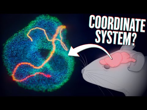 Видео: Ваш мозг движется по поверхности тора 🤯
