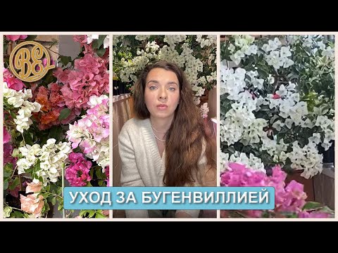 Видео: Уход за бугенвиллией