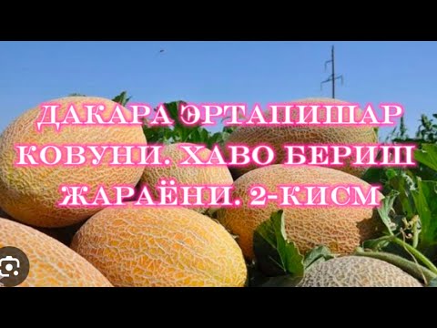 Видео: ДАКАРА НАВЛИ ЭРТАПИШАР ҚОВУНИ. ХАВО БЕРИШ ЖАРАЁНИ.2-ҚИСМ