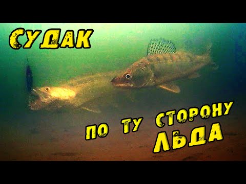 Видео: ЗРЕЛИЩНАЯ РЫБАЛКА на СУДАКА в Марте! Поведение рыбы. Подводная съёмка. Ловля Судака на Блесну. ОВХ