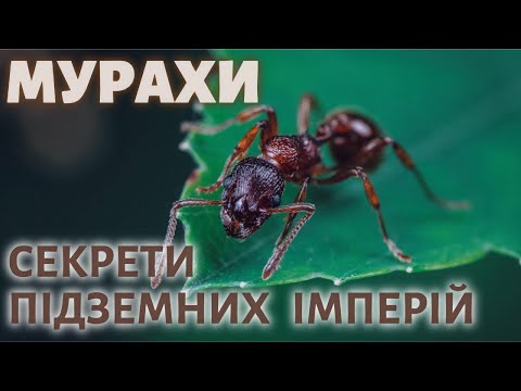 Видео: Мурахи. Цікаві факти.