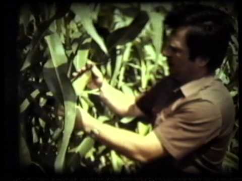 Видео: с. Новоандреевка, колхоз "Родина" (1990) ч.3
