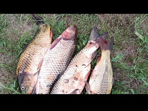 Видео: охота с рогаткой 2023.самодельная стрела.