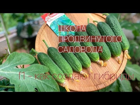 Видео: F1 - Как создают гибриды. Школа продвинутого садовода