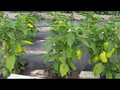 Видео: Мои алтайские перчики 3 июля 2024 года