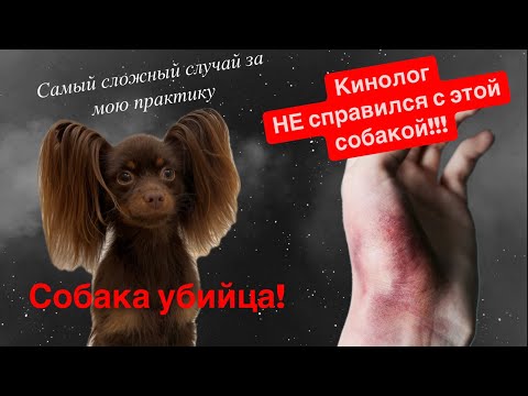 Видео: Самый сложный случай за практику кинолога. Агрессивный русский той. Наша история