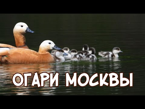 Видео: Огари Москвы