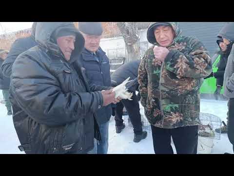 Видео: ИТ ТООК ҮНДҮК КӨГҮЧКӨН БАЗАР БИШКЕК ТАМАША КЫЛЫҢЫЗ 22-ДЕКАБРЬ 2024ж