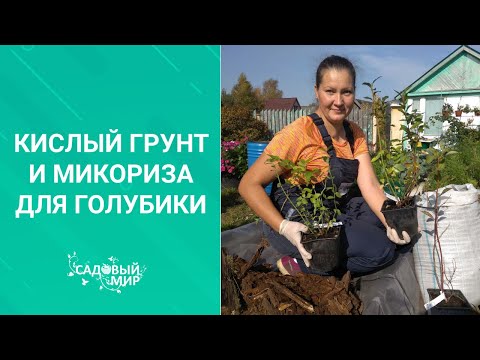 Видео: ПОСАДКА саженцев голубики в саду осенью. Кислый грунт - секрет успеха!