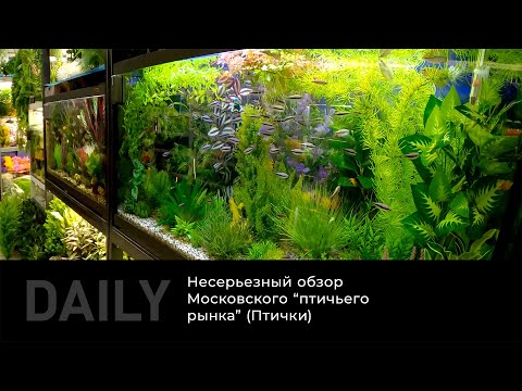 Видео: Daily: Несерьезный обзор Московского #птичьего #рынка (#птички)