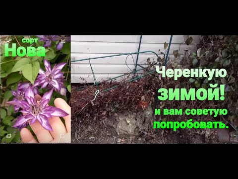 Видео: Зимнее черенкование клематисов.