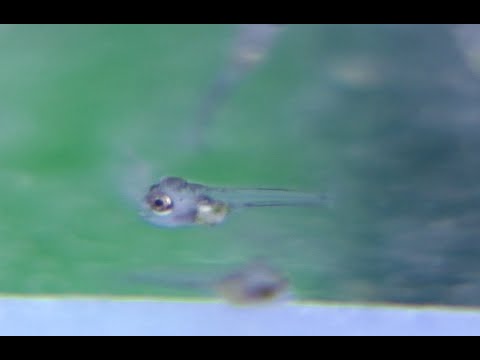 Видео: Развитие личинок скалярий (Pterophillum Scalare "Rio Nanay") за 7 минут.