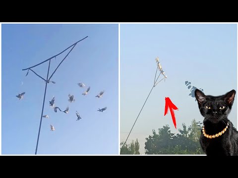 Видео: КАБУТАРЛАР 📞991012082 МУШИКДАН КУРКСА НИМА КИЛИШАДИ (MUSHUKLAR KAPTARLARNI UYASIDA) ...