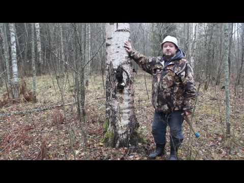 Видео: Правила заготовки чаги, какую чагу не берём.