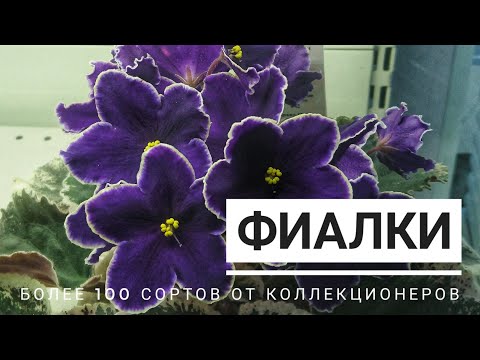 Видео: Новинки в Доме Фиалки от О. Жильчиковой, В. Хохловой и др. Более 100 сортов фиалок.