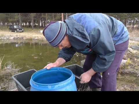 Видео: Зарыбляю пруд белым амуром. 100% выживаемость. Выпускаю через раствор с солью