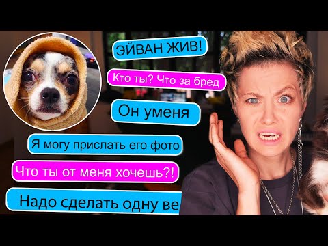 Видео: ЧТО СКАЗАЛ МНЕ НЕЗНАКОМЕЦ В ПЕРЕПИСКЕ ПРО МОЮ СОБАКУ?