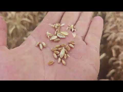 Видео: Озимая пшеница 2025.Норма высева 0.5 млн (20 кг/га). 