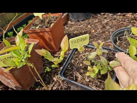 Видео: Обзор моего сада - продолжение.
