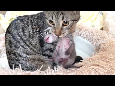 Видео: Как растут котята: от 0 до 48 дней!