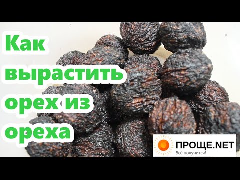 Видео: Как вырастить Орех из ореха - от А до Я.🌿Подготовка к стратификации.Грецкий орех Идеал, Чёрный орех.