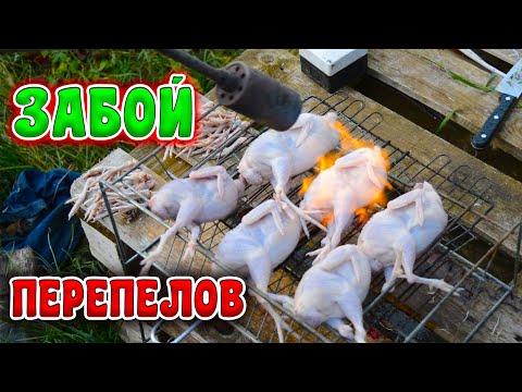 Видео: ЗАБОЙ и ОЩИП  ПЕРЕПЕЛОВ в ПЕРОСЪЕМНОЙ МАШИНЕ МТМ550У