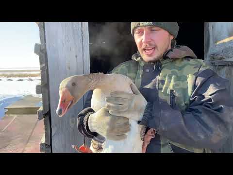 Видео: Оставил не всех! Гуси на племя !