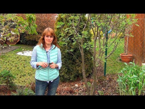 Видео: Формирование кроны рябины