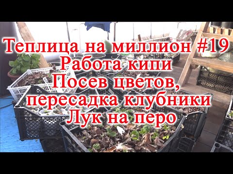 Видео: Теплица на миллион #19. Работа кипи. Посев цветов, пересадка клубники.  Лук на перо.
