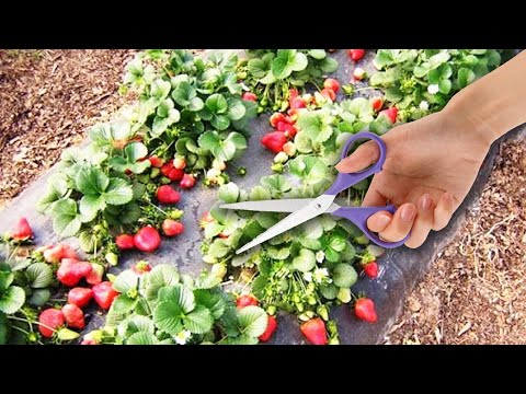 Видео: НЕ ОБРЕЗАЙТЕ ЛИСТЬЯ У КЛУБНИКИ ПОСЛЕ ПЛОДОНОШЕНИЯ НЕ ЛИШАЙТЕ СЕБЯ БУДУЩЕГО УРОЖАЯ