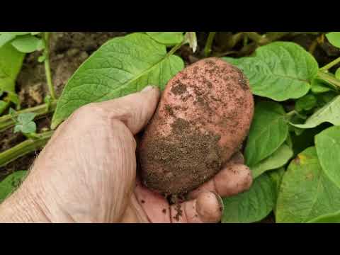 Видео: ДЕГУСТАЦИЯ картофеля Сарпо мира.TASTING of the Sarpo Mira potato variety.