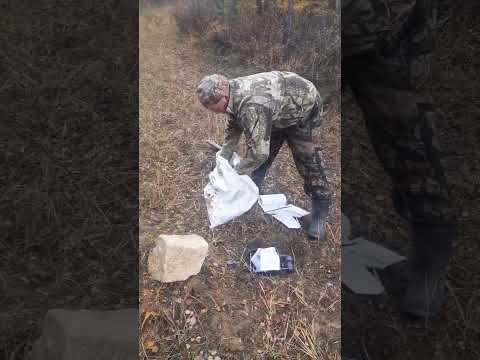 Видео: Установка капканов на пахучку для волка.