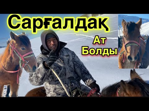 Видео: Сарғалдақ! Жазда үйреткен САР-ТАЙ. Асау.